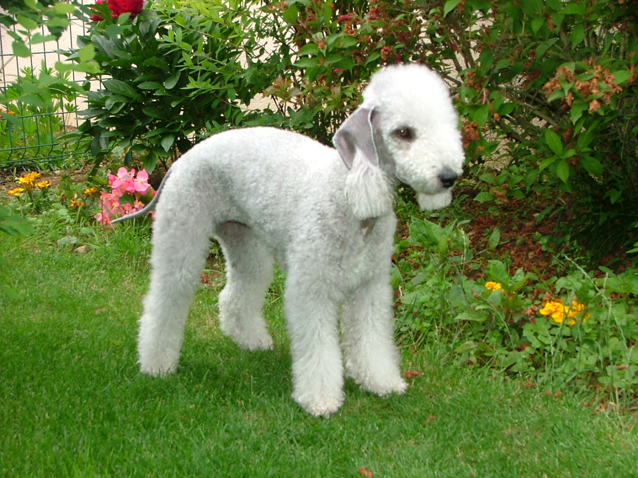Bedlington Terriër, foto in volle breedte.