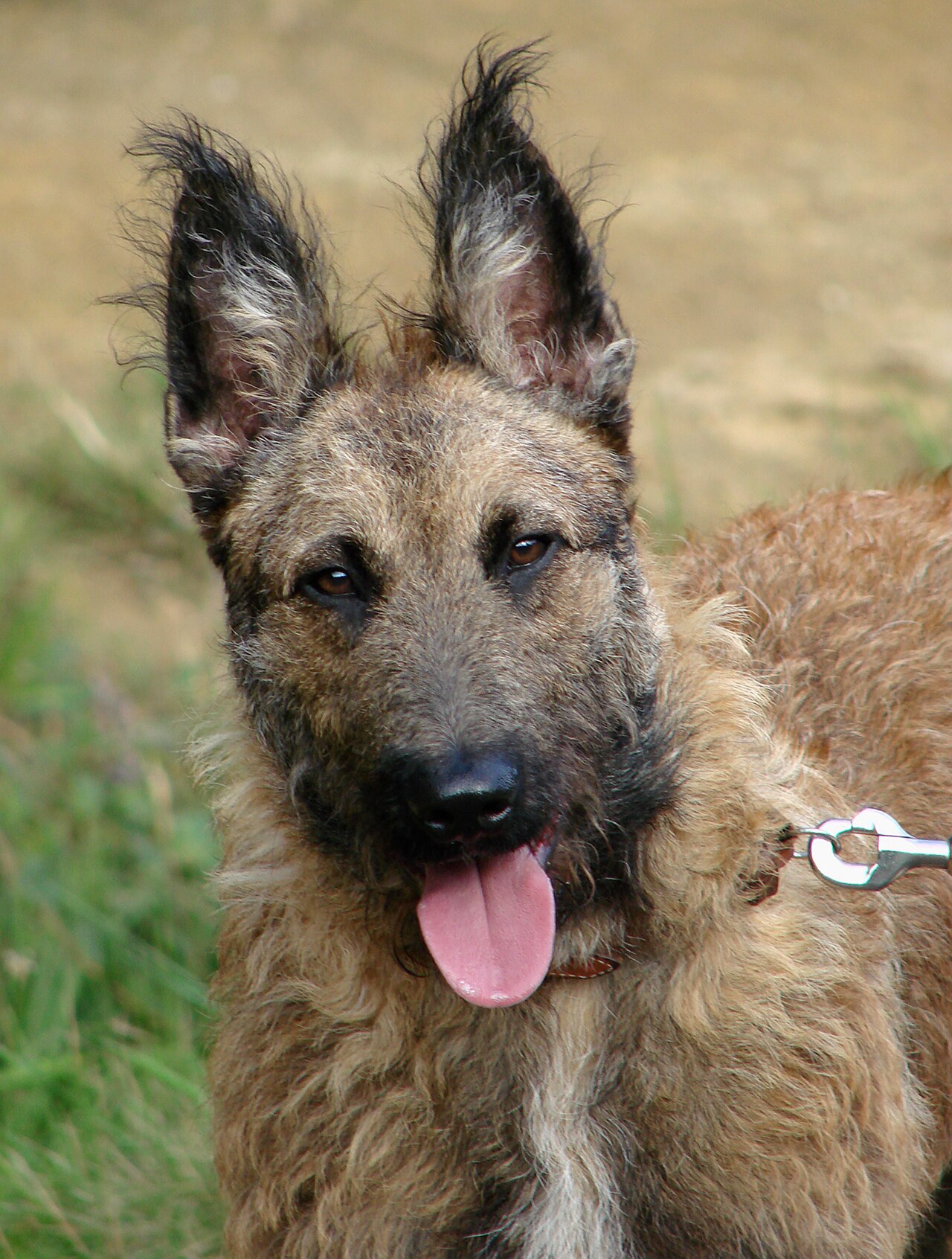 Belgische herder Laekenois, foto in volle breedte tegen natuurlijke achtergrond.