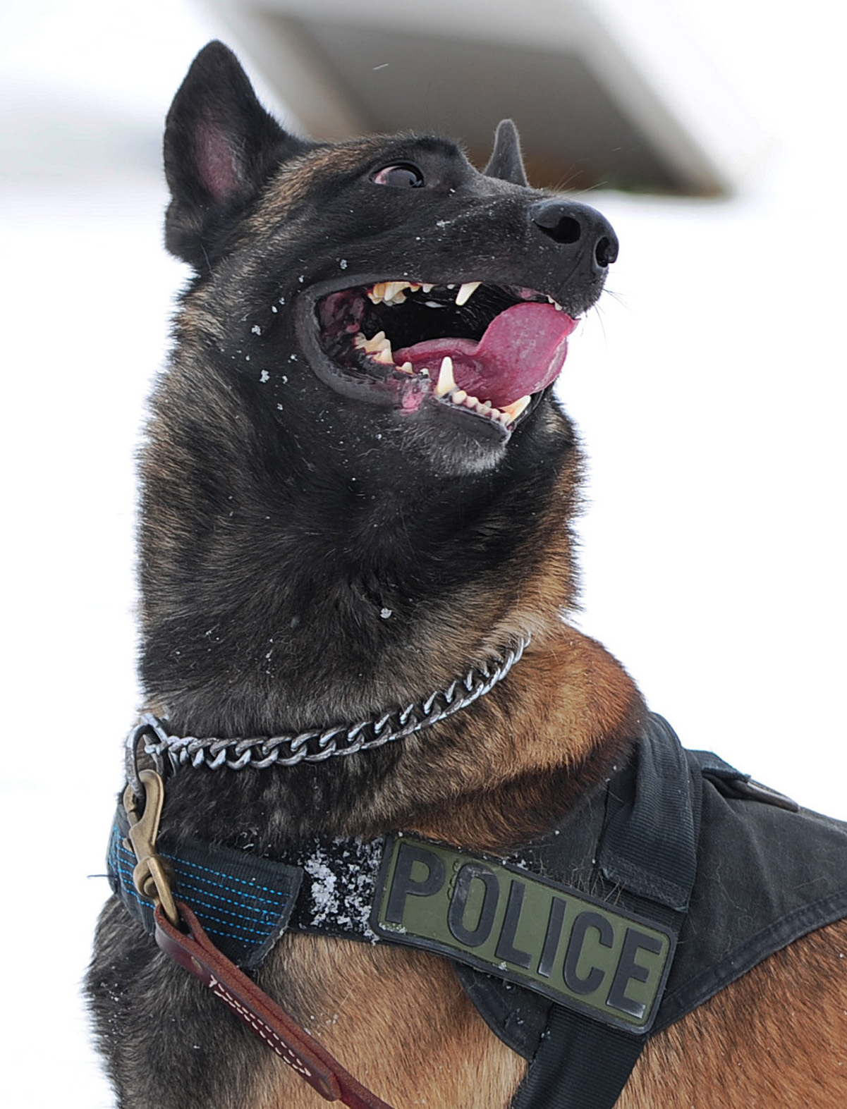 Belgische herder Malinois, foto in volle breedte tegen natuurlijke achtergrond.