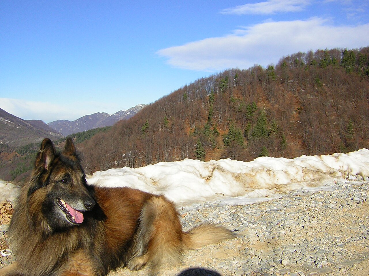 Belgische herder Tervuren, foto in volle breedte tegen natuurlijke achtergrond.