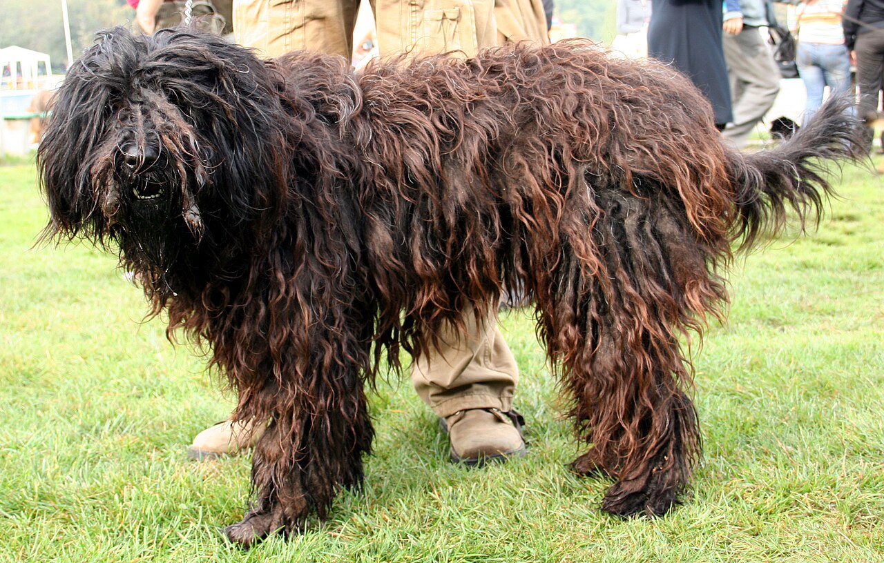 Bergamasco, foto in volle breedte tegen natuurlijke achtergrond.