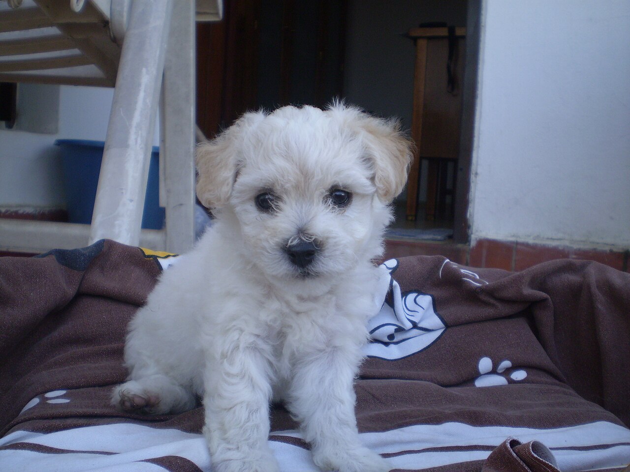 Bichon Frisé, foto in volle breedte tegen natuurlijke achtergrond.