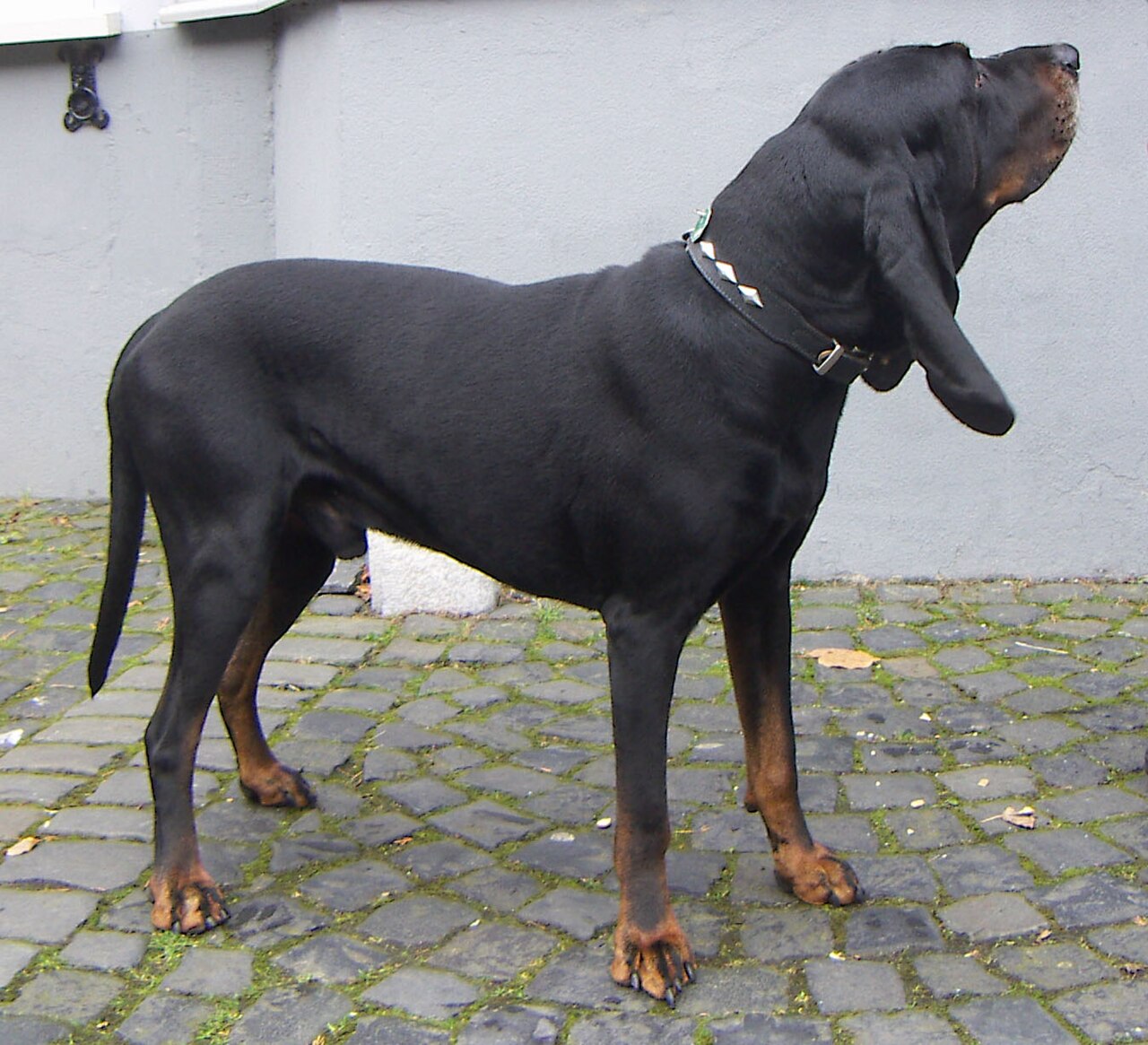 Black and Tan Coonhound, foto in volle breedte.