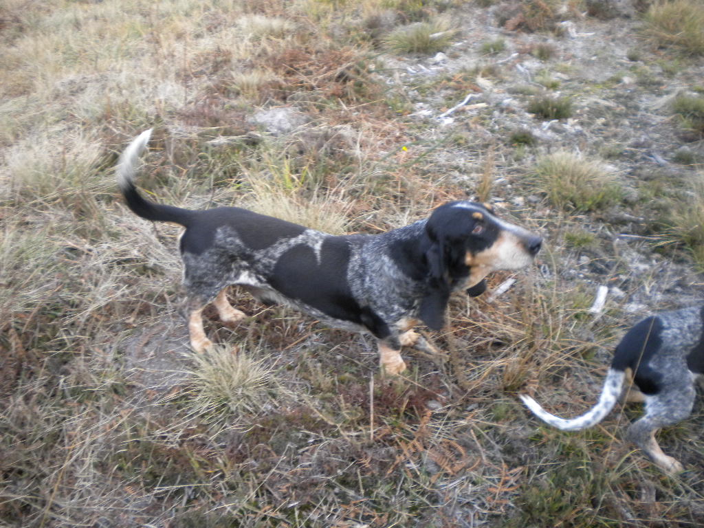 Blauwe Gascogner Basset, foto in volle breedte tegen natuurlijke achtergrond.