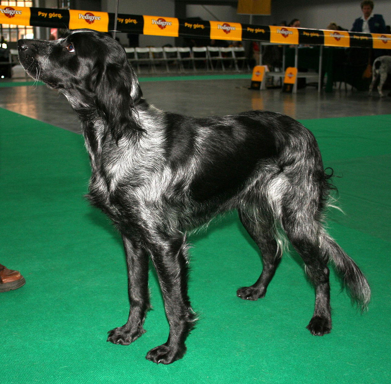 Blauwe Picardische Spaniël, foto in volle breedte.