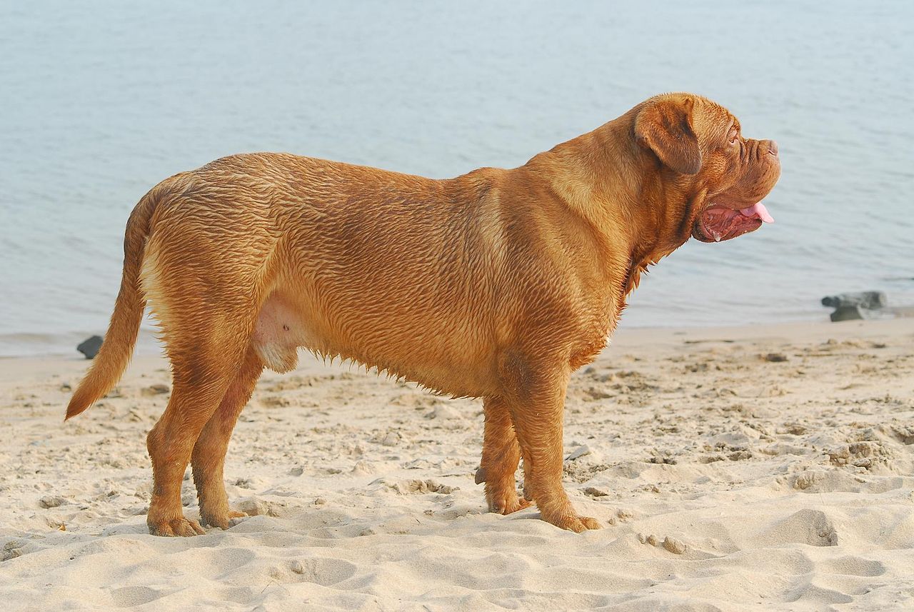 Bordeaux Dog, foto in volle breedte tegen natuurlijke achtergrond.