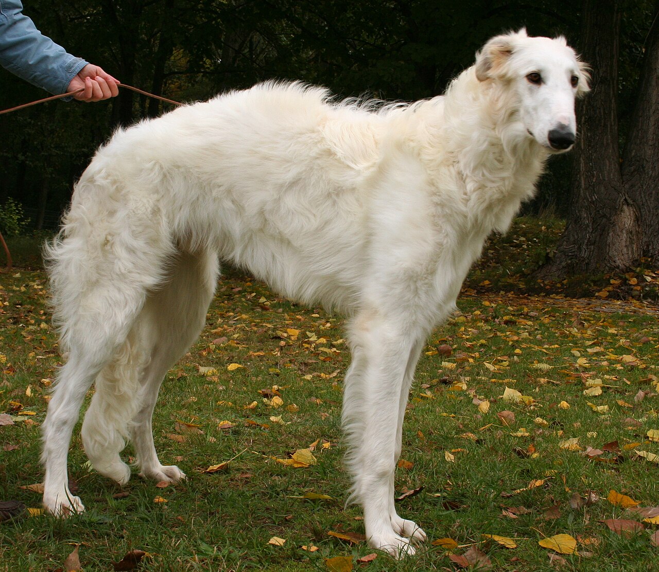 Borzoi, foto in volle breedte.