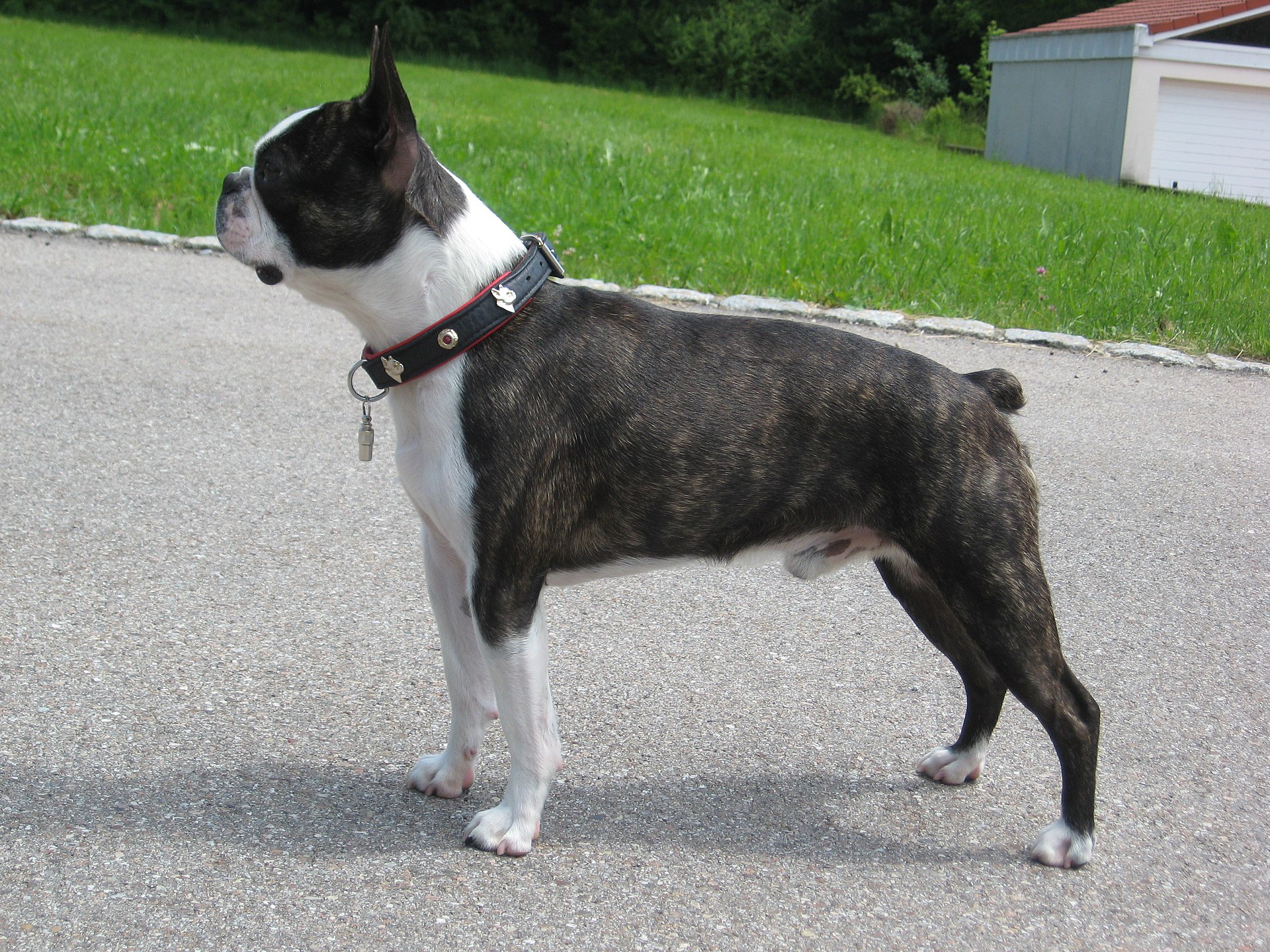 boston terrier, foto.