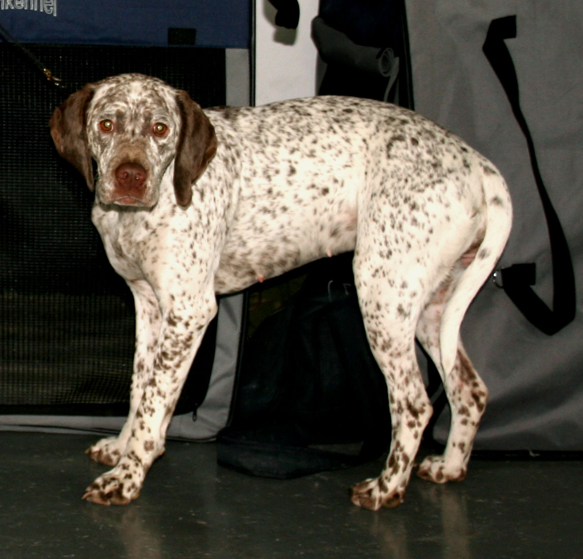 Bourbonnaise Staande Hond, foto in volle breedte.