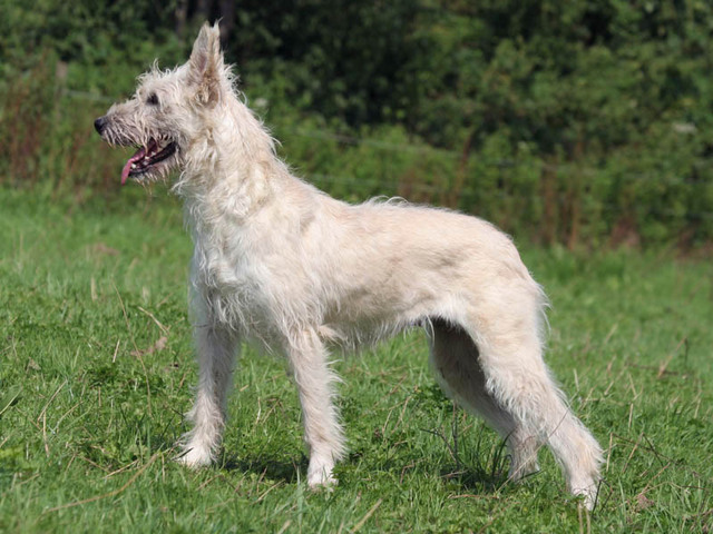 Bouvier des Ardennes, foto in volle breedte.