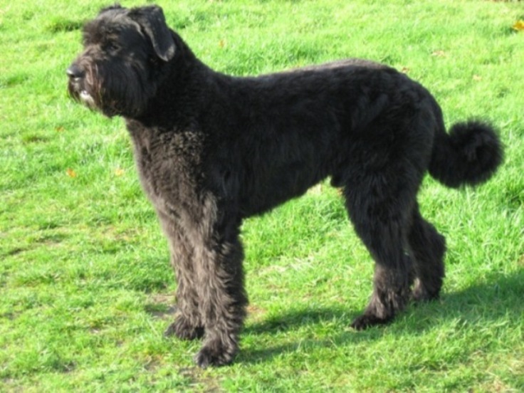 Bouvier des Flandres — een van de Vlaamse trekrassen