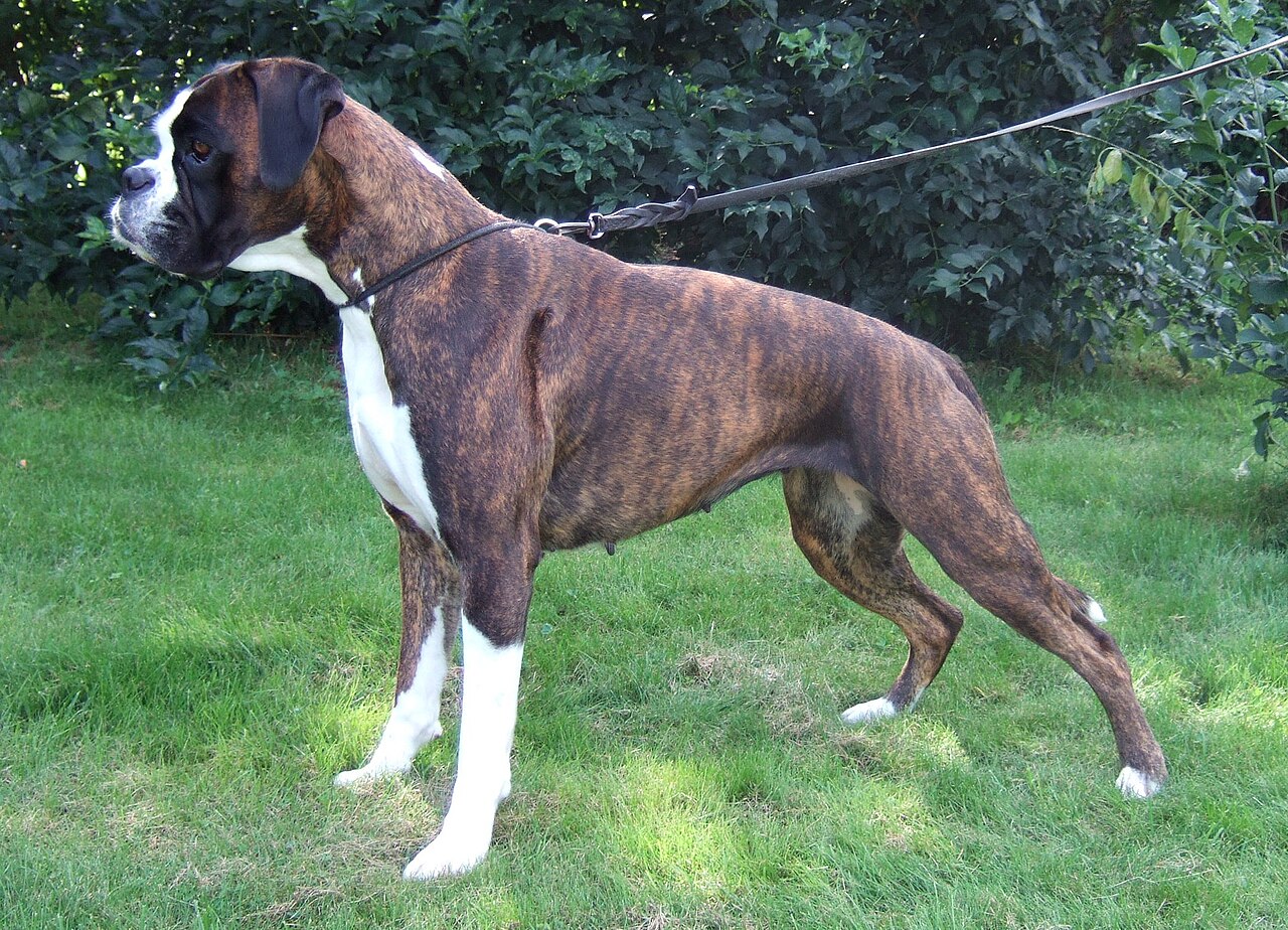 Boxer, foto in volle breedte tegen natuurlijke achtergrond.