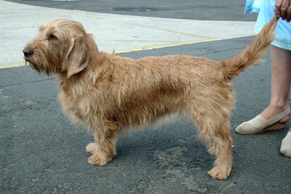 Bretonse Vaalkleurige Basset, foto in volle breedte.