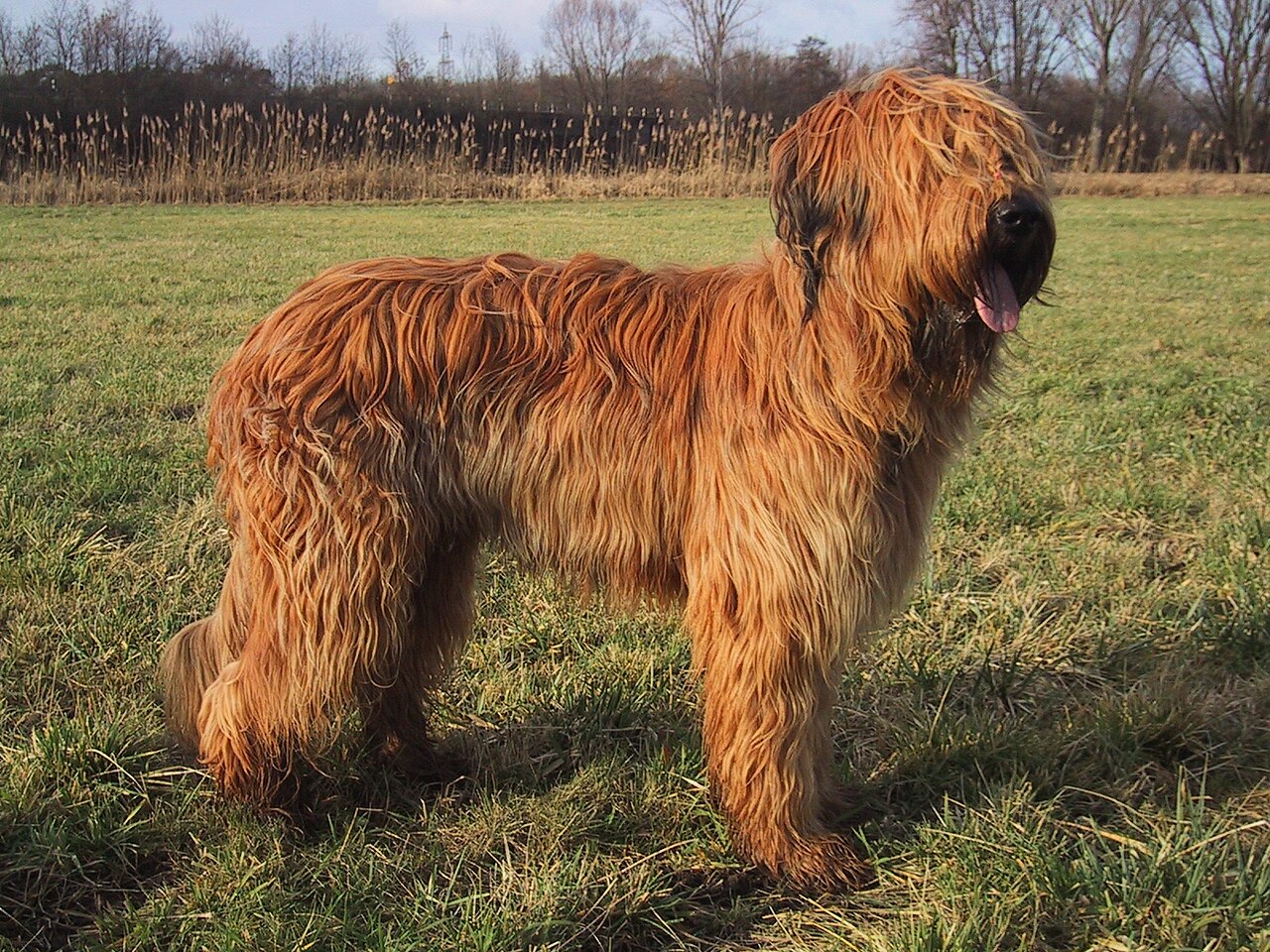Briard, foto in volle breedte tegen natuurlijke achtergrond.