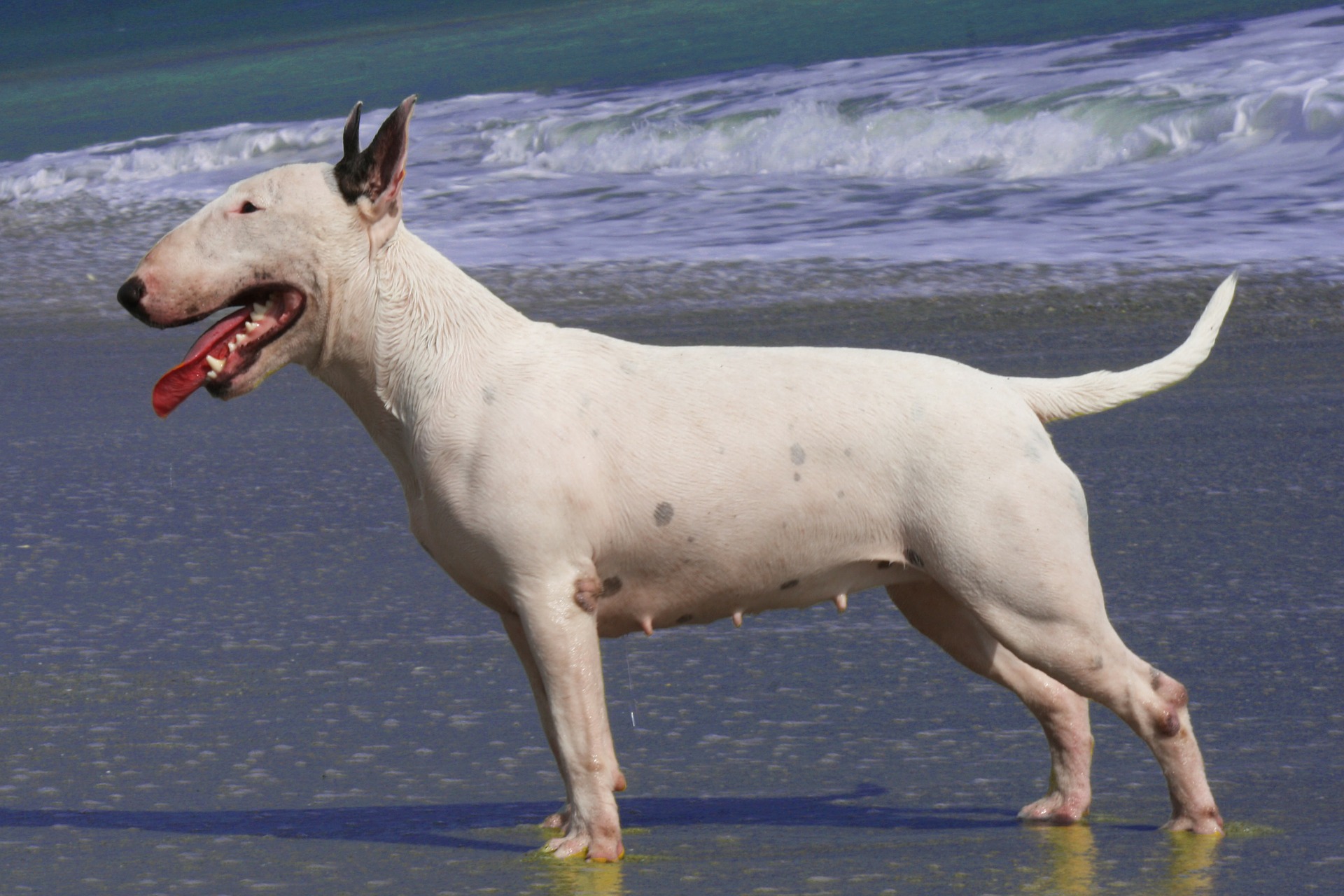 bull terrier, foto.