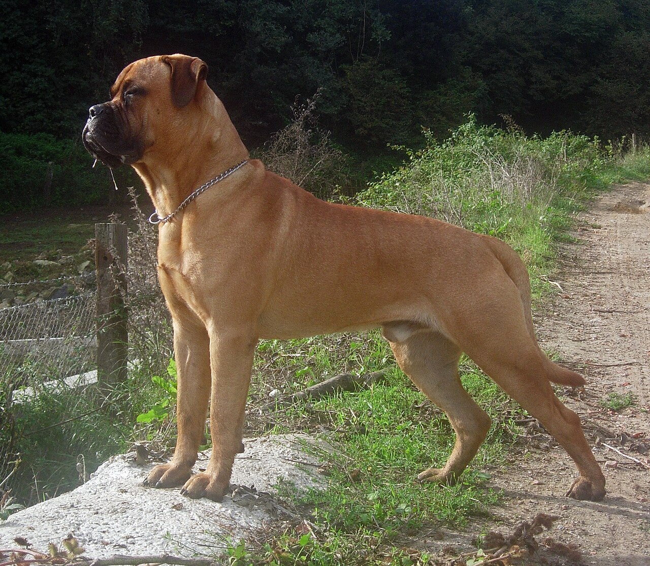 Bullmastiff, foto in volle breedte.
