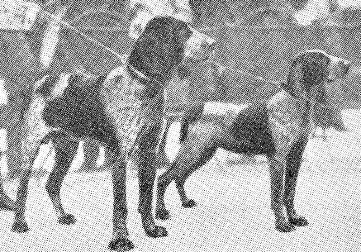 Burgos Staande Hond, foto in volle breedte tegen natuurlijke achtergrond.