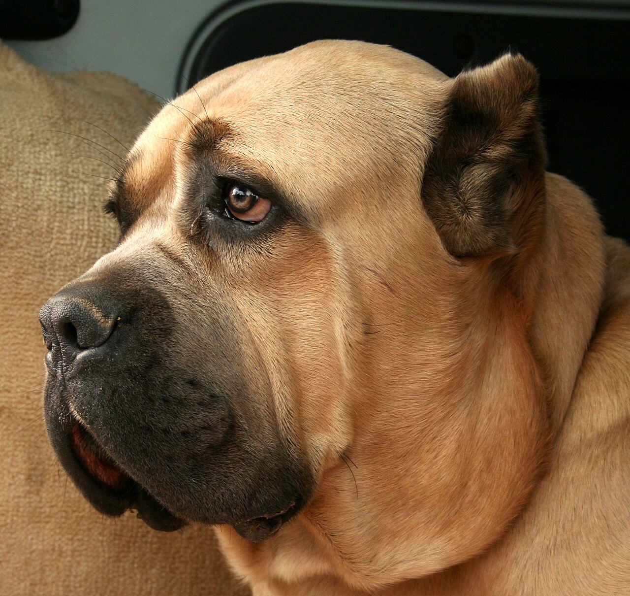 Cane Corso, foto in volle breedte.