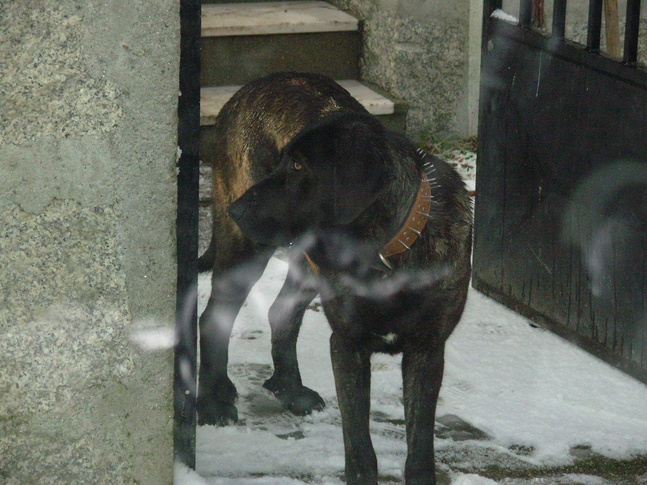 Castro Laboreiro hond, foto in volle breedte.