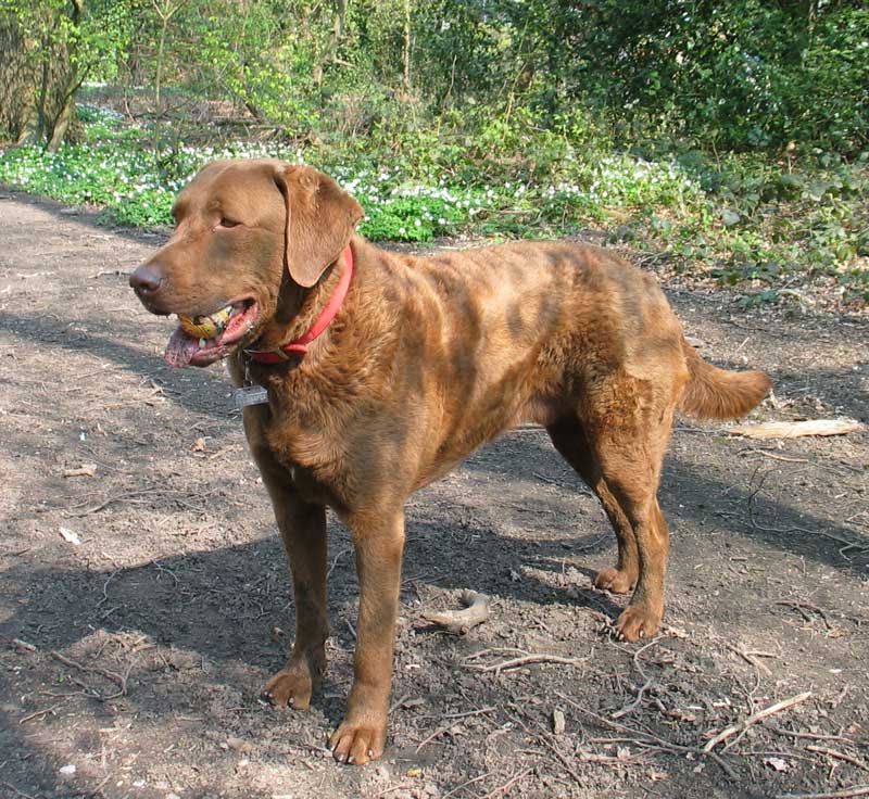 Chesapeake Bay Retriever, foto in volle breedte tegen natuurlijke achtergrond.