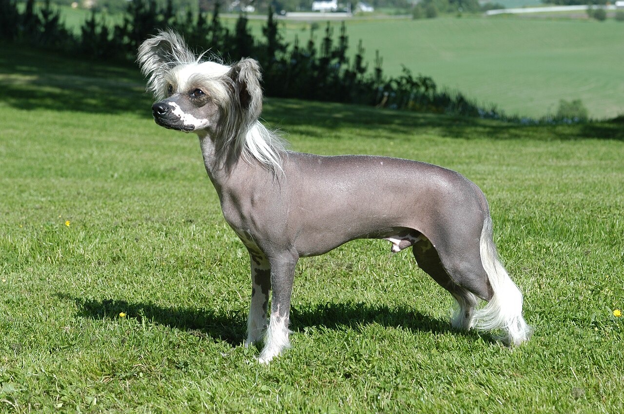 Chinese Kuifhond, foto in volle breedte tegen natuurlijke achtergrond.