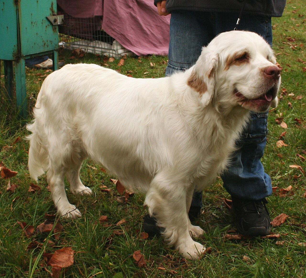 Clumber Spaniël, foto in volle breedte.