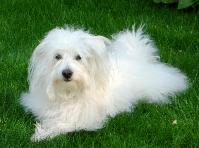 Coton de Tuléar, foto in volle breedte.