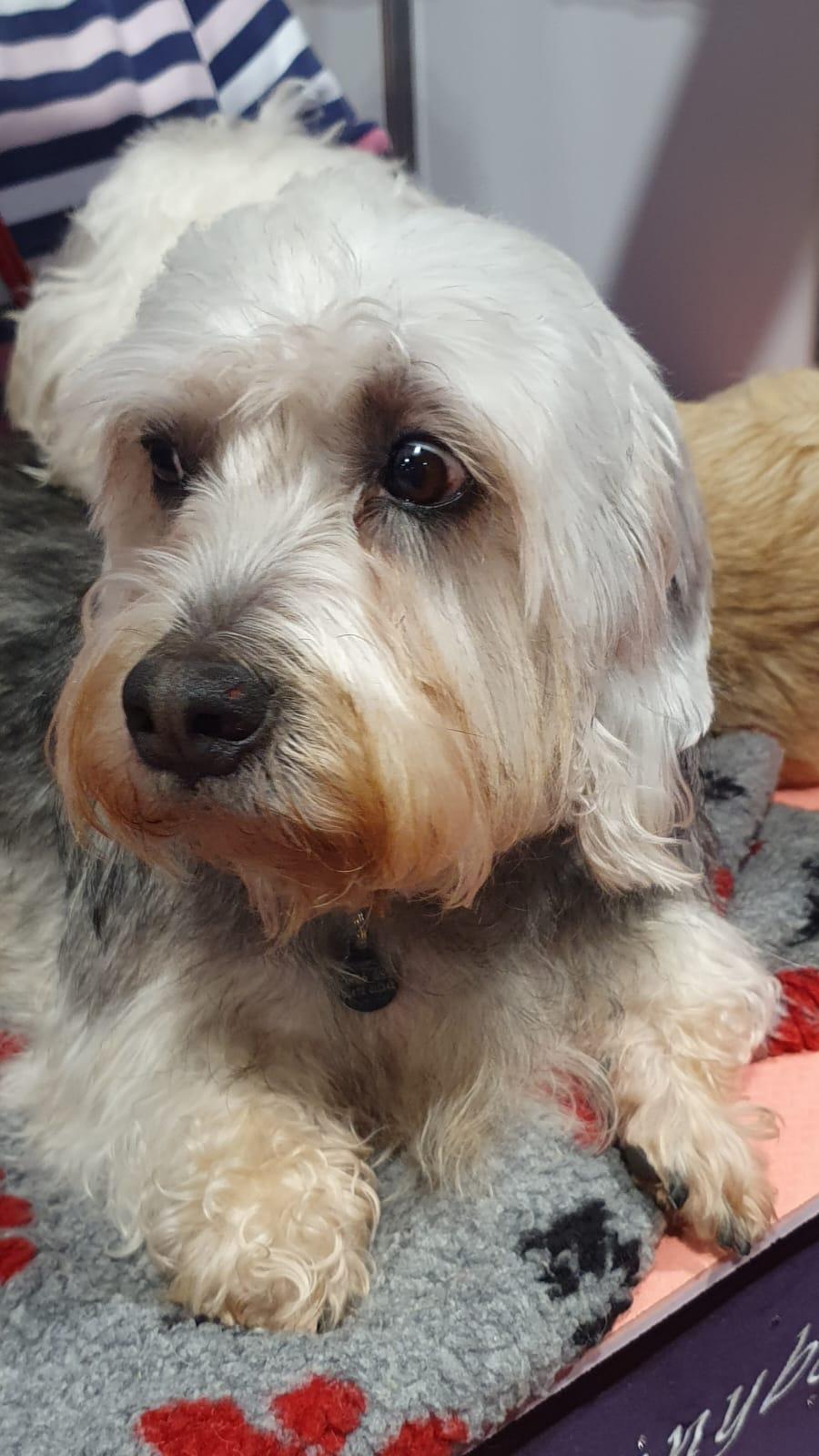 Dandie Dinmont Terriër, foto in volle breedte tegen natuurlijke achtergrond.