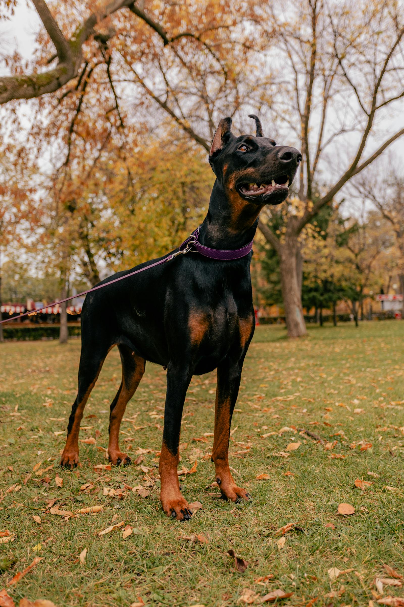 dobermann, foto.