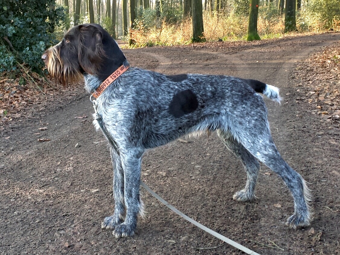 draadharige duitse staande hond, foto.