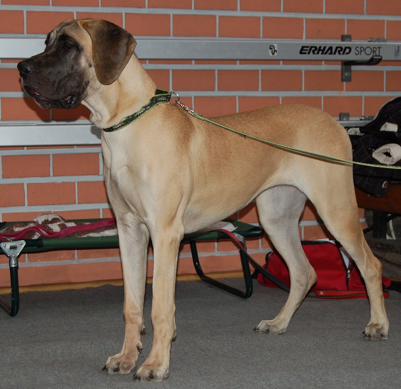 Duitse Dog, foto in volle breedte.