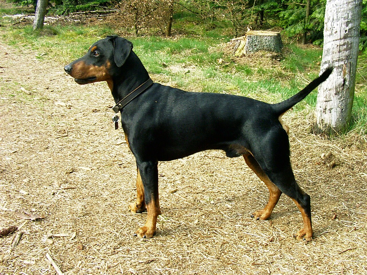 Duitse Pinscher, foto in volle breedte tegen natuurlijke achtergrond.