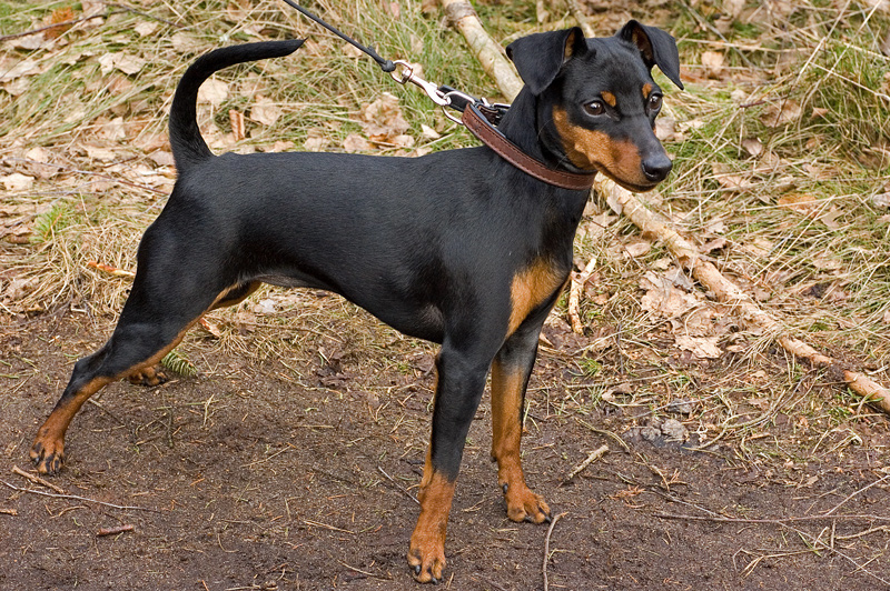 dwergpinscher, foto.