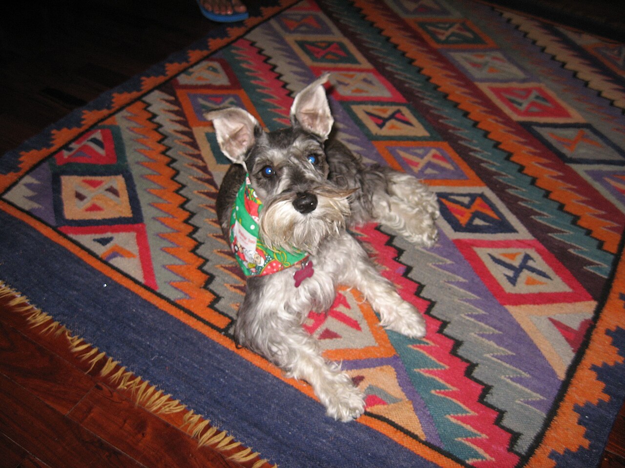 Dwergschnauzer, foto in volle breedte tegen natuurlijke achtergrond.