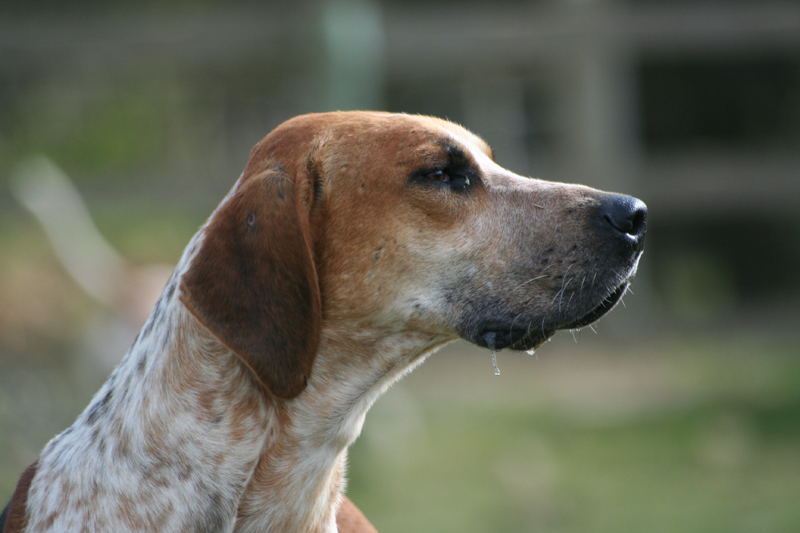 Engelse Foxhound, foto in volle breedte tegen natuurlijke achtergrond.
