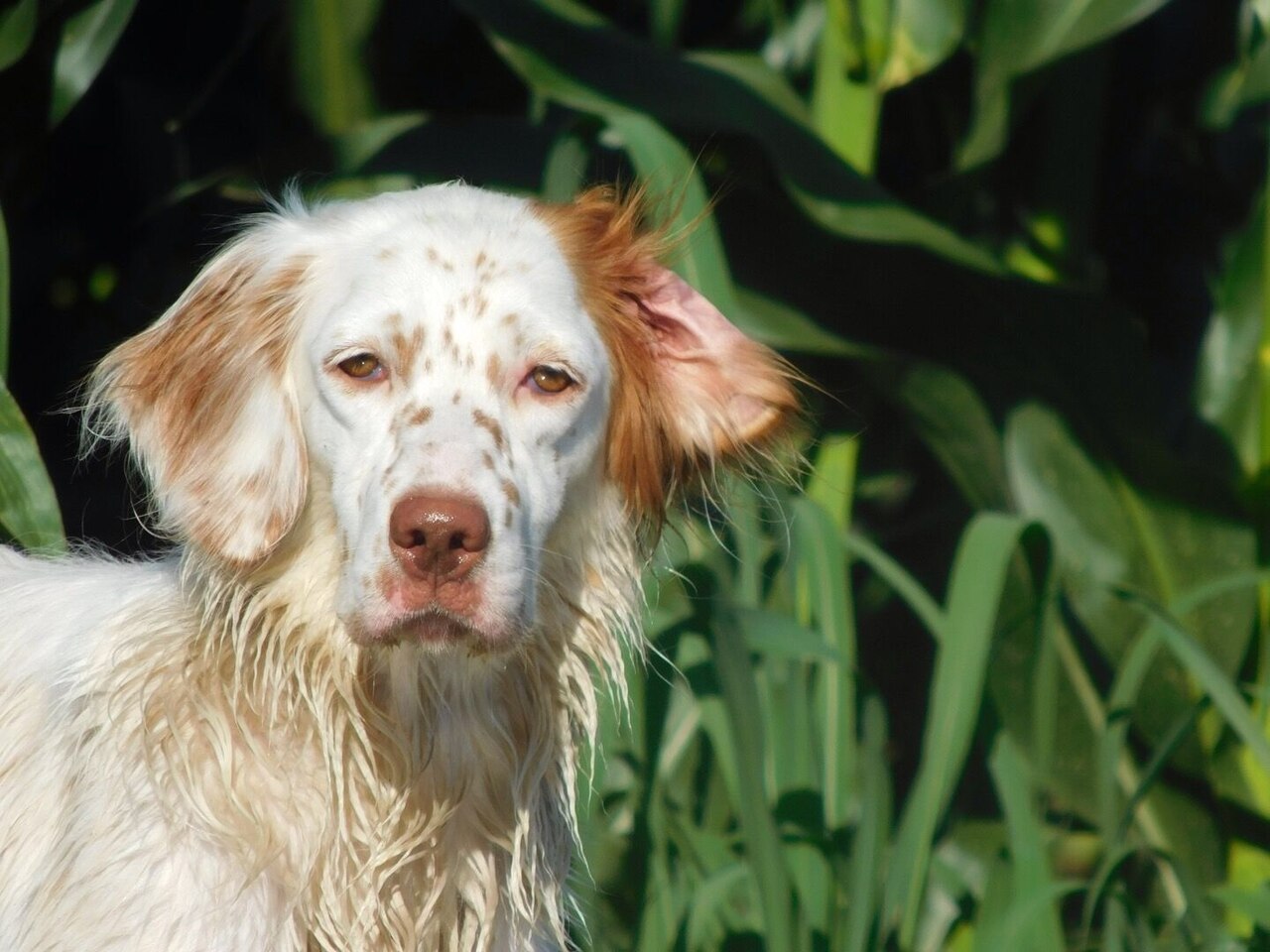 Engelse Setter, foto in volle breedte tegen natuurlijke achtergrond.