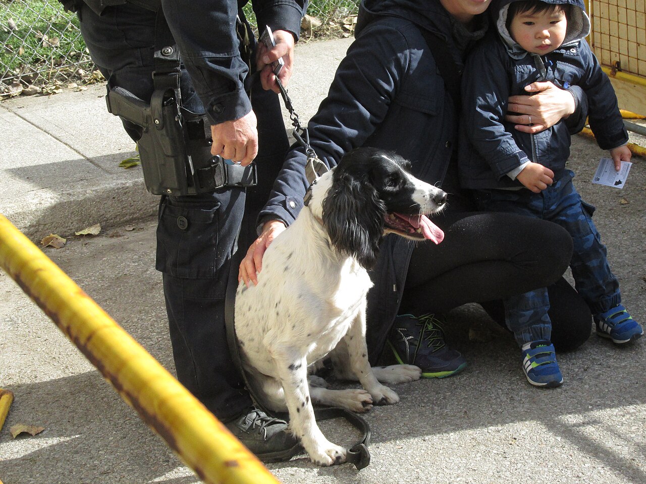 Engelse Springer Spaniël, foto in volle breedte tegen natuurlijke achtergrond.
