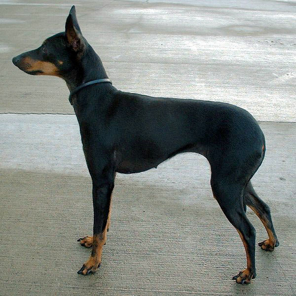 engelse toy terrier, foto.