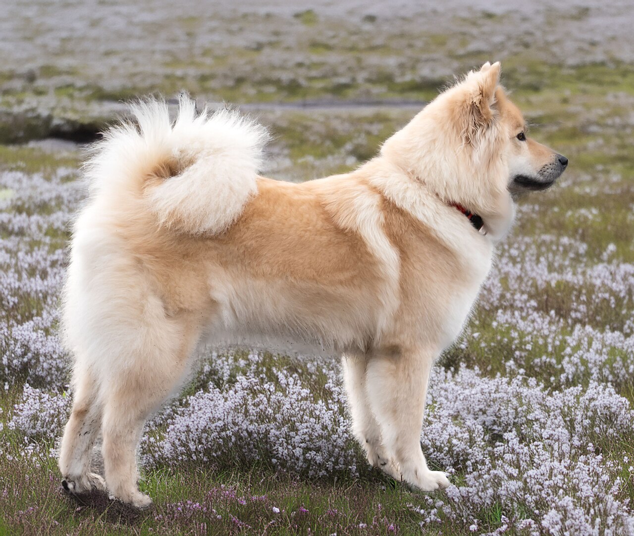 Eurasier, foto in volle breedte tegen natuurlijke achtergrond.