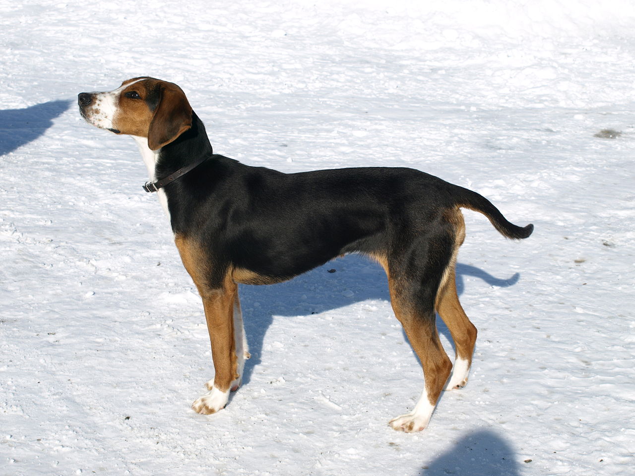 Finse Hond, foto in volle breedte.