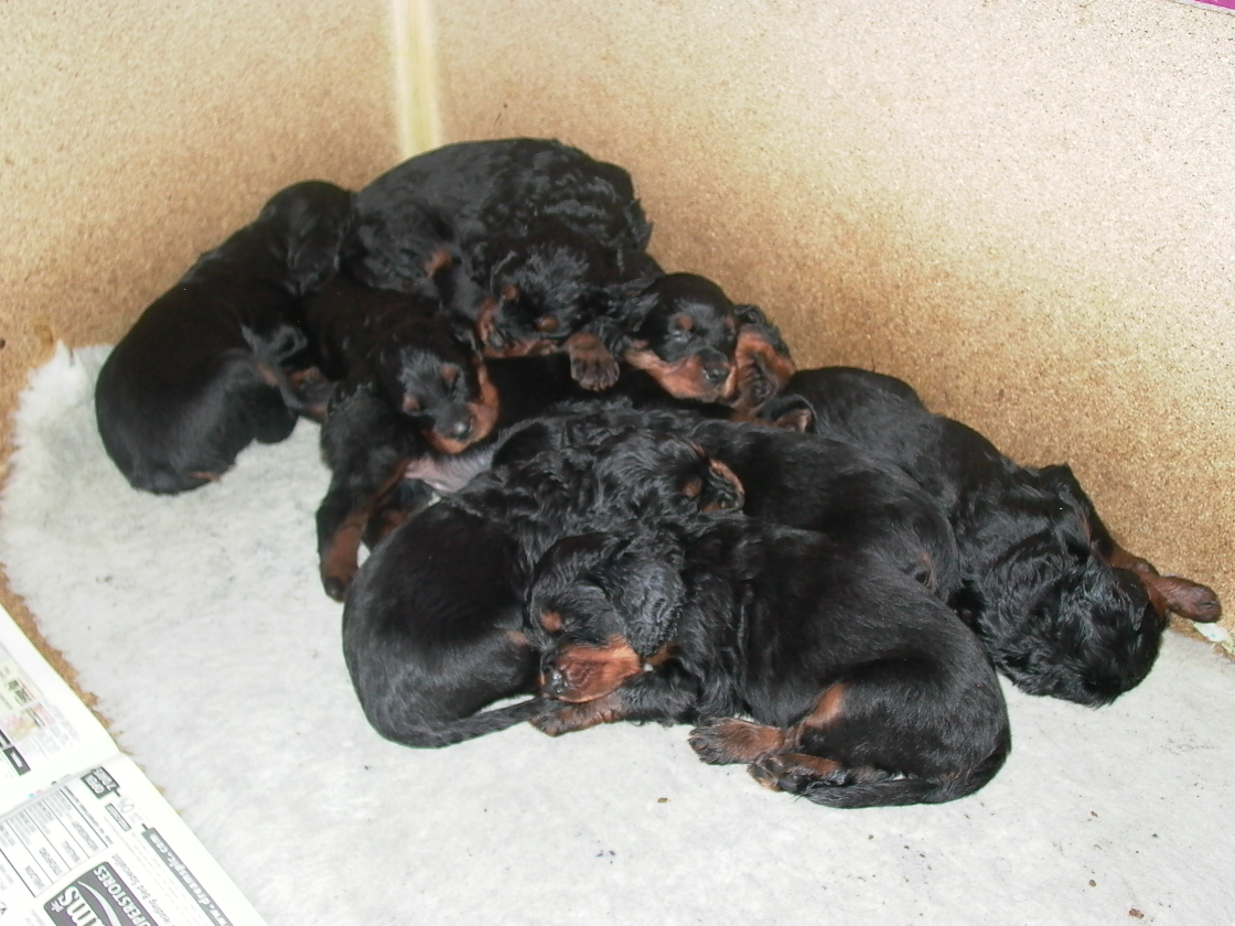 Gordon Setter, foto in volle breedte tegen natuurlijke achtergrond.