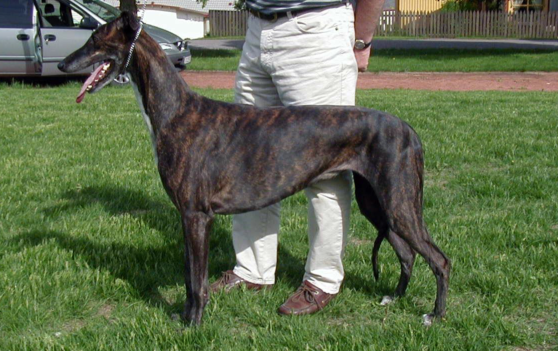 Greyhound, foto in volle breedte tegen natuurlijke achtergrond.