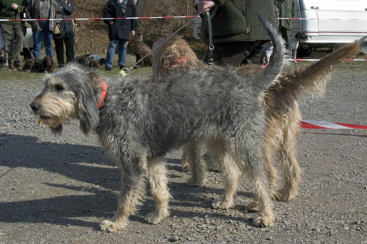Griffon Nivernais, foto in volle breedte.