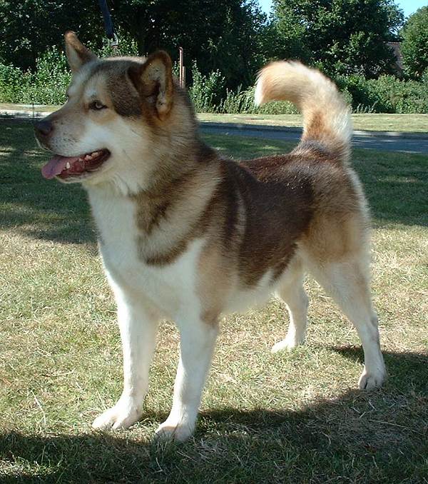 Groenlandse Hond, foto in volle breedte.