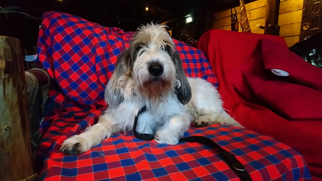 Grote Basset Griffon Vendéen, foto in volle breedte.