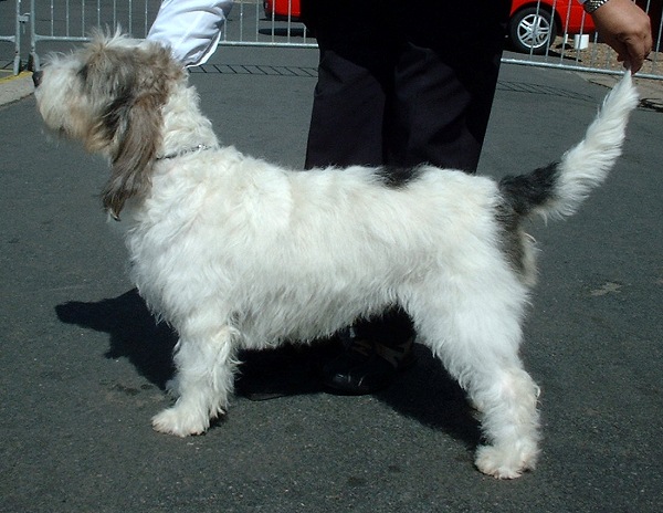 Grote Griffon Vendéen, foto in volle breedte.