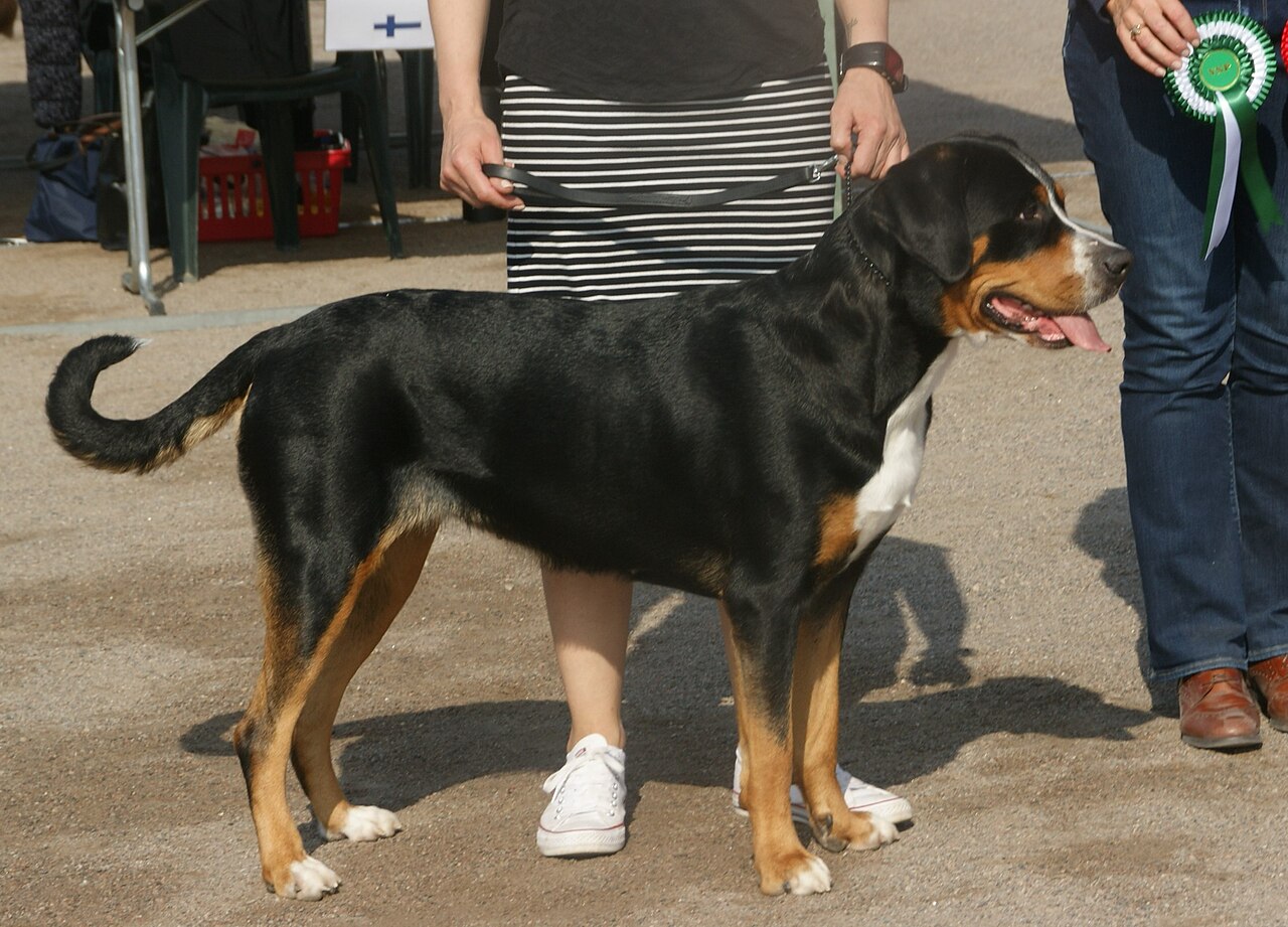 Grote Zwitserse Sennenhond, foto in volle breedte.