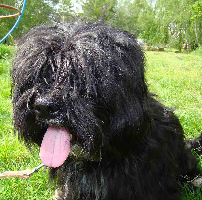 havanese, foto.