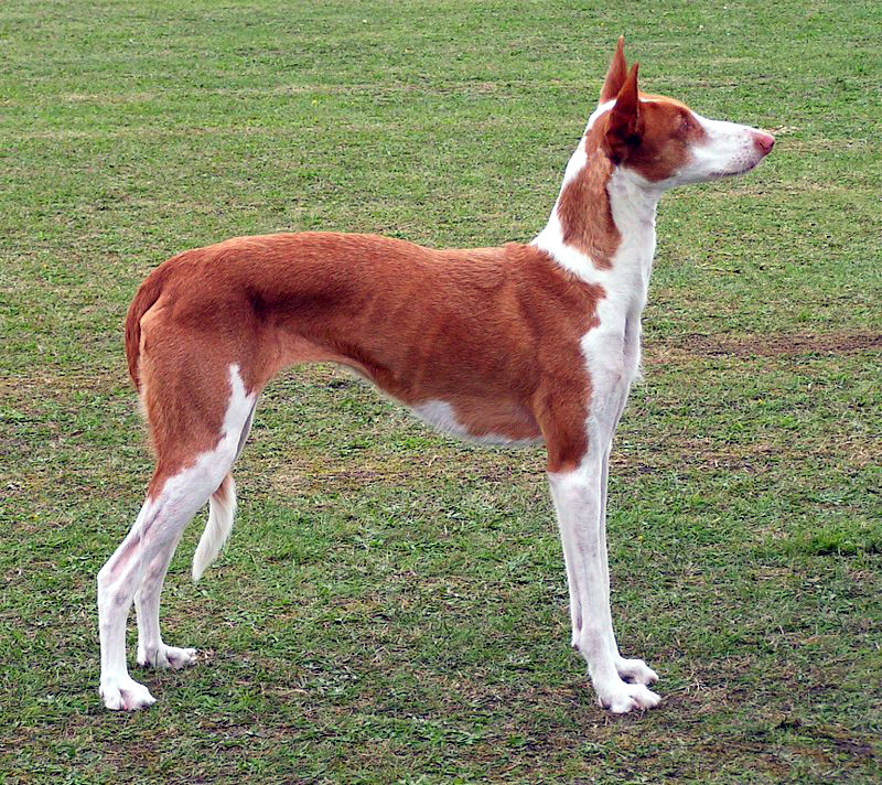 iberische windhond, foto.