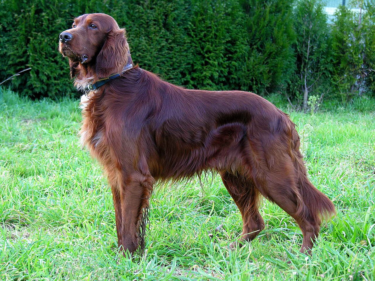 Ierse Rode Setter, foto in volle breedte tegen natuurlijke achtergrond.